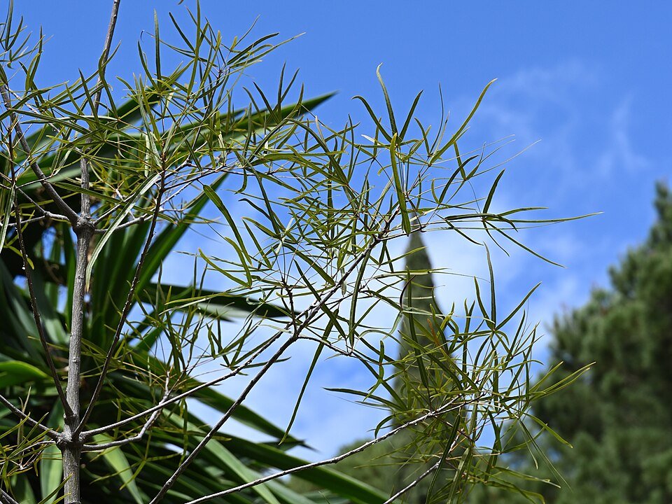 Jonge bladeren van Brachychiton rupestris met rode nerven.