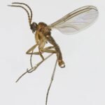 Bradysia ocellaris insect met opvallende oogvlekken op blad in Trawscoed, Noord-Wales.