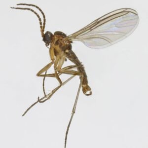 Bradysia ocellaris insect met opvallende oogvlekken op blad in Trawscoed, Noord-Wales.