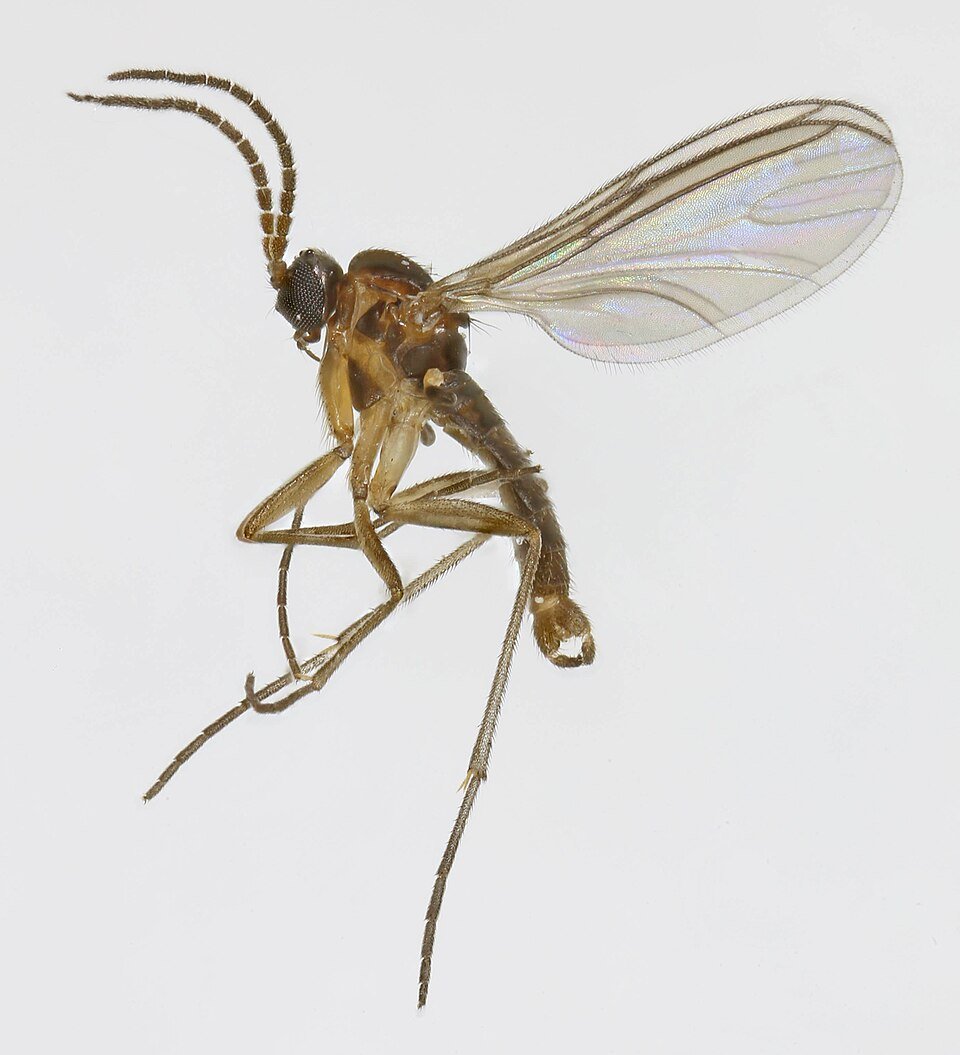 Bradysia ocellaris insect met opvallende oogvlekken op blad in Trawscoed, Noord-Wales.