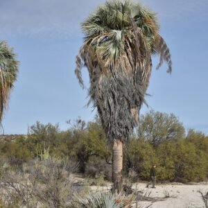 Brahea armata palmboom met blauwgroene bladeren en stekelige stammen.