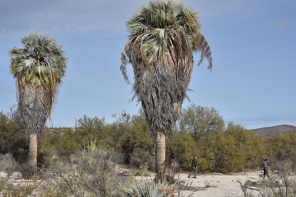 Brahea armata palmboom met blauwgroene bladeren en stekelige stammen.