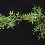 Juniper branch with berries and needles, natural green appearance.