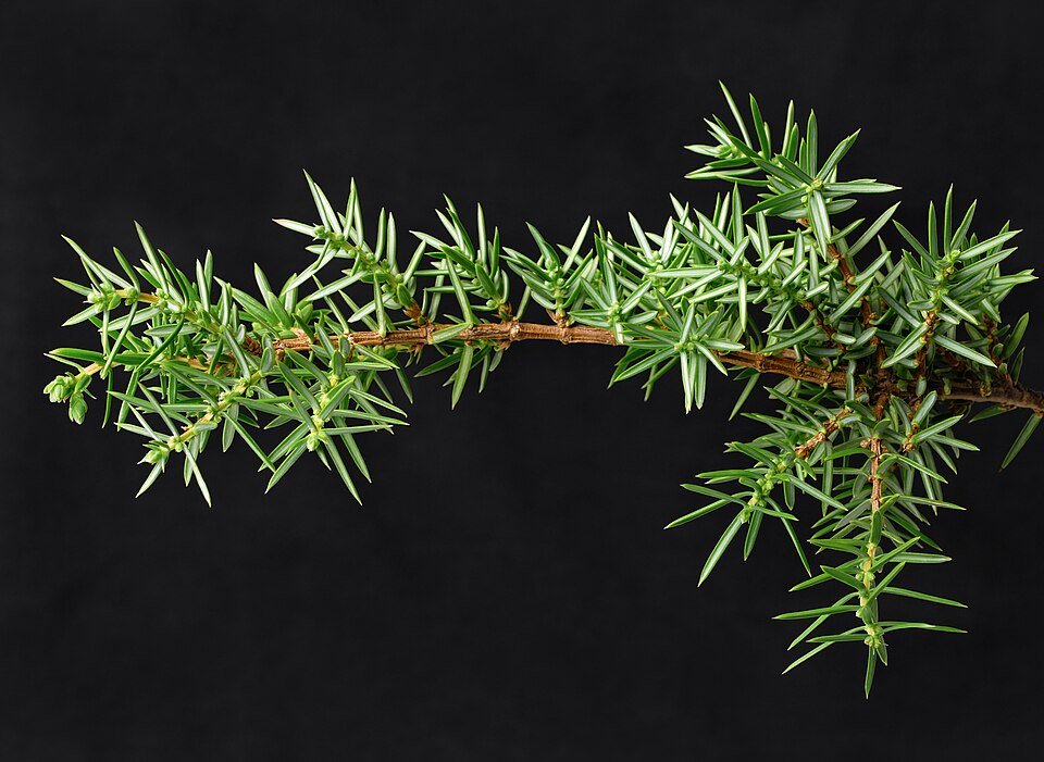 Juniper branch with berries and needles, natural green appearance.