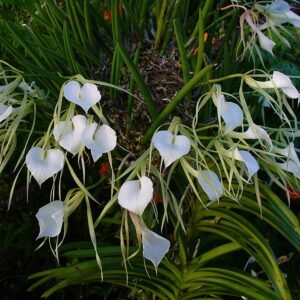 Witte Brassavola orchidee bloem op groene bladeren.