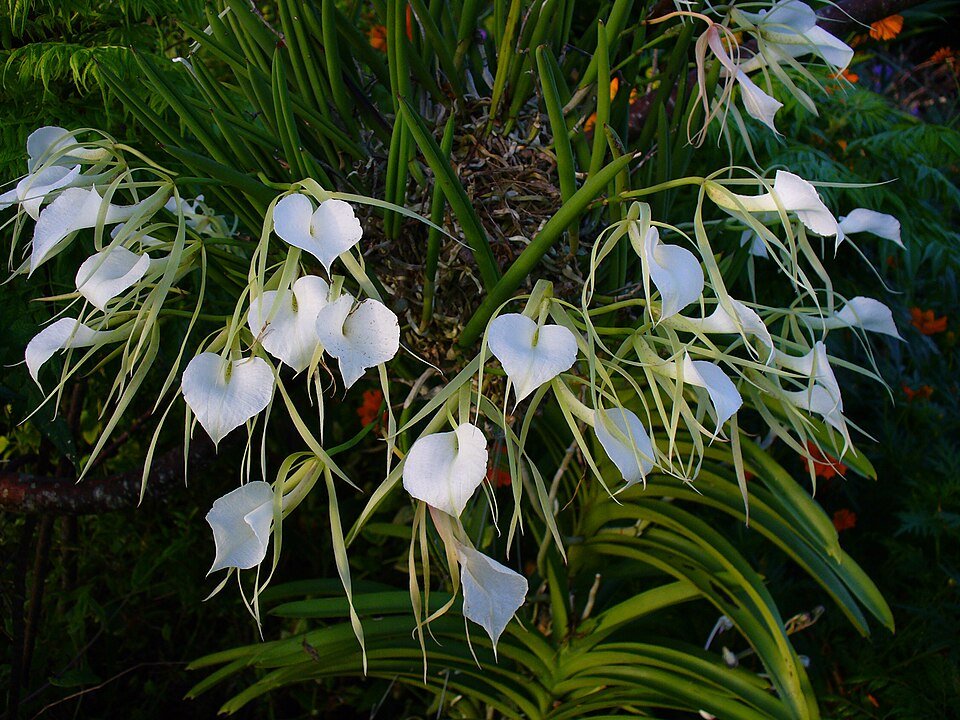 Witte Brassavola orchidee bloem op groene bladeren.
