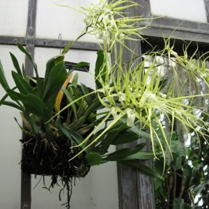 Brassia verrucosa orchidee bloem met groene en witte bloemblaadjes.