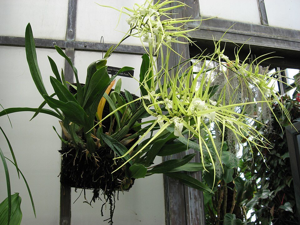 Brassia verrucosa orchidee bloem met groene en witte bloemblaadjes.