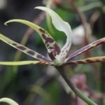 Brassia Toscana orchidee bloem in volle bloei met gele en witte bloemblaadjes.