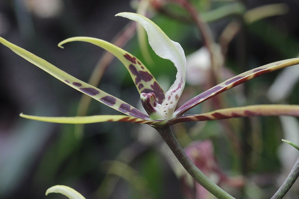 Brassia Toscana orchidee bloem in volle bloei met gele en witte bloemblaadjes.