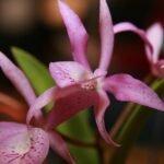 Paarse Brassocattleya orchidee met gele en witte accenten in volle bloei.