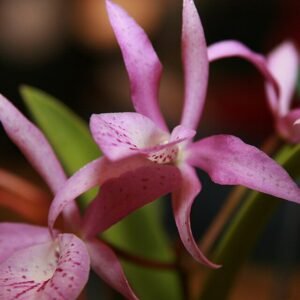 Paarse Brassocattleya orchidee met gele en witte accenten in volle bloei.