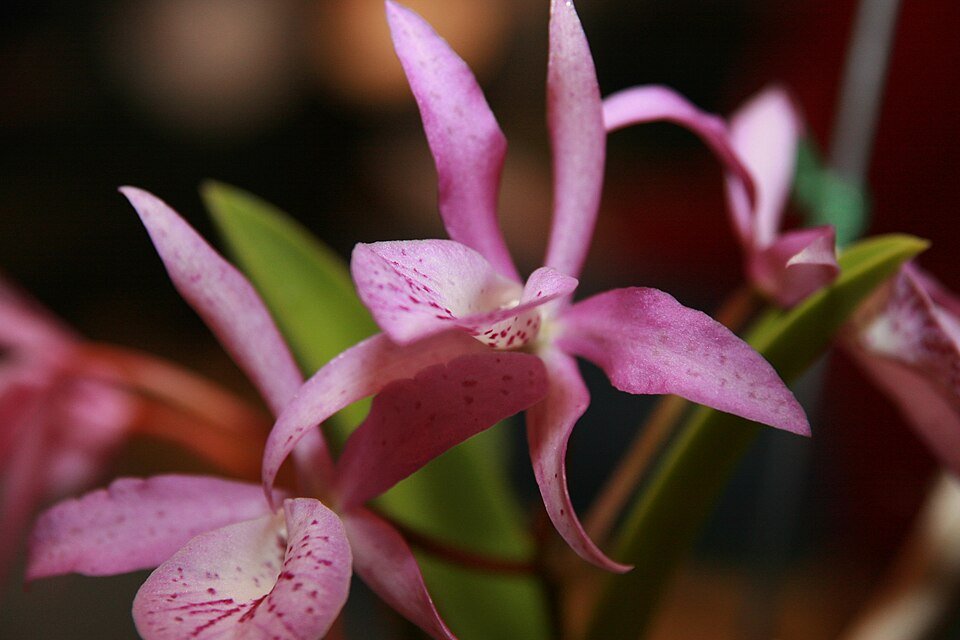 Paarse Brassocattleya orchidee met gele en witte accenten in volle bloei.