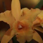 Gele en roze Brassolaeliocattleya orchidee bloem op donkere achtergrond.