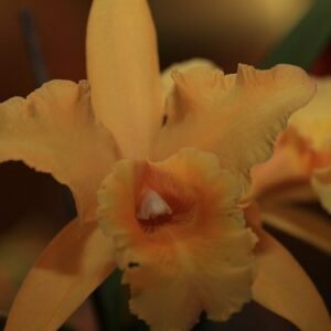 Gele en roze Brassolaeliocattleya orchidee bloem op donkere achtergrond.