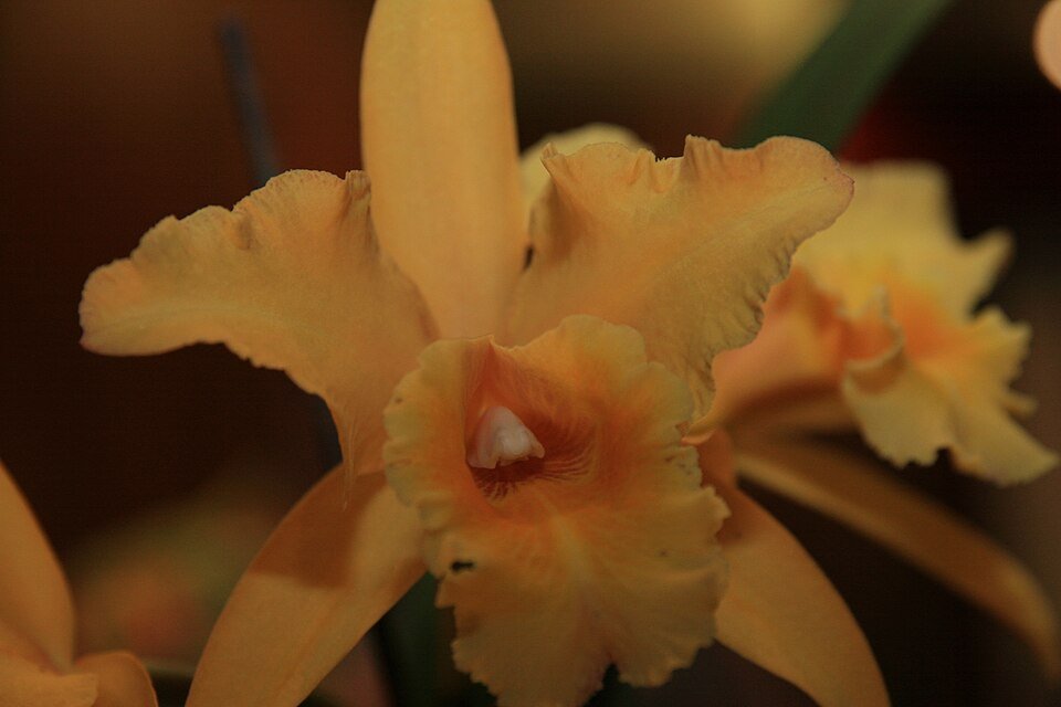 Gele en roze Brassolaeliocattleya orchidee bloem op donkere achtergrond.