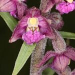 Bruinrode wespenorchis in natuurlijke omgeving, bloeiende plant op kalkrijke grond.