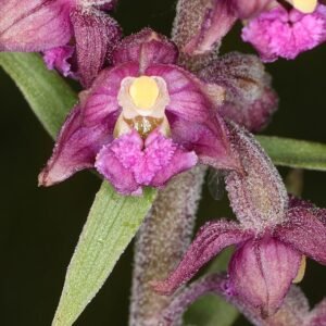 Bruinrode wespenorchis in natuurlijke omgeving, bloeiende plant op kalkrijke grond.