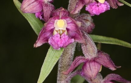 Bruinrode wespenorchis in natuurlijke omgeving, bloeiende plant op kalkrijke grond.