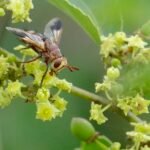 Ziziphus mucronata bloemen met Bristle Fly Chromatophania picta op de achtergrond.