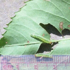 Bristly Roseslug Cladius difformis op groene achtergrond.