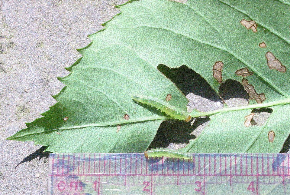 Bristly Roseslug Cladius difformis op groene achtergrond.