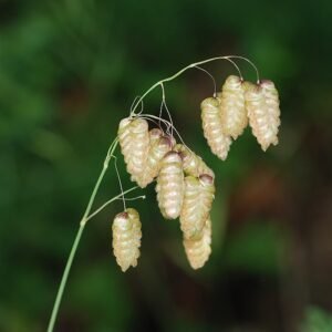 Groot trilgras in zonnige standplaats.