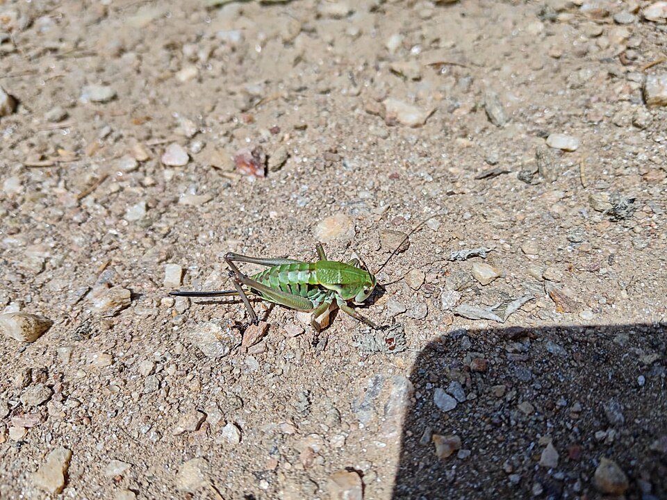Paarse Broughtonia orchidee met groene bladeren op houten tafel.