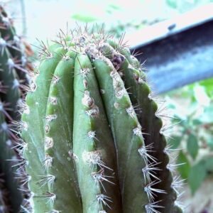 Browningia amstutziae cactus met lange groene stelen en witte stekels in woestijnlandschap.