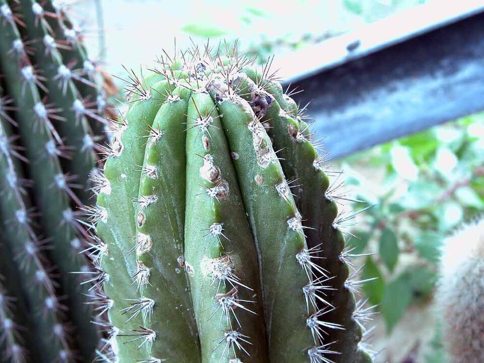 Browningia amstutziae cactus met lange groene stelen en witte stekels in woestijnlandschap.