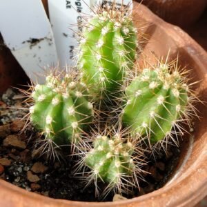 Green Browningia chlorocarpa cactus with white flowers at Lyman Plant House.