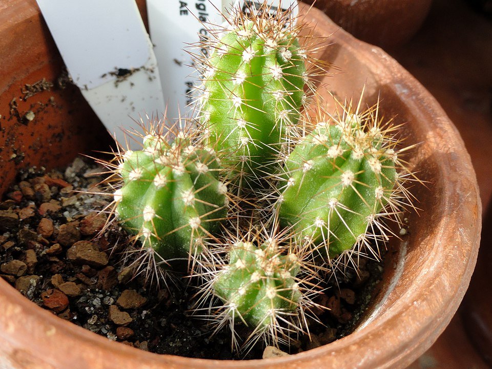 Green Browningia chlorocarpa cactus with white flowers at Lyman Plant House.