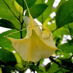 Gele Brugmansia aurea bloemen in volle bloei.