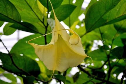 Gele Brugmansia aurea bloemen in volle bloei.