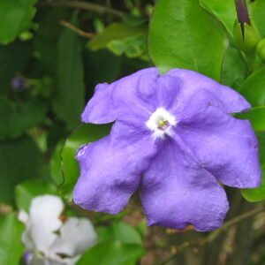 Brunfelsia latifolia bloem in paarse en witte tinten.