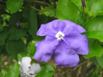Brunfelsia latifolia bloem in paarse en witte tinten.