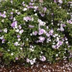 Brunfelsia pauciflora bloem in paarse en witte tinten.