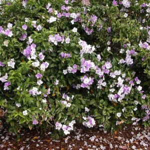 Brunfelsia pauciflora bloem in paarse en witte tinten.