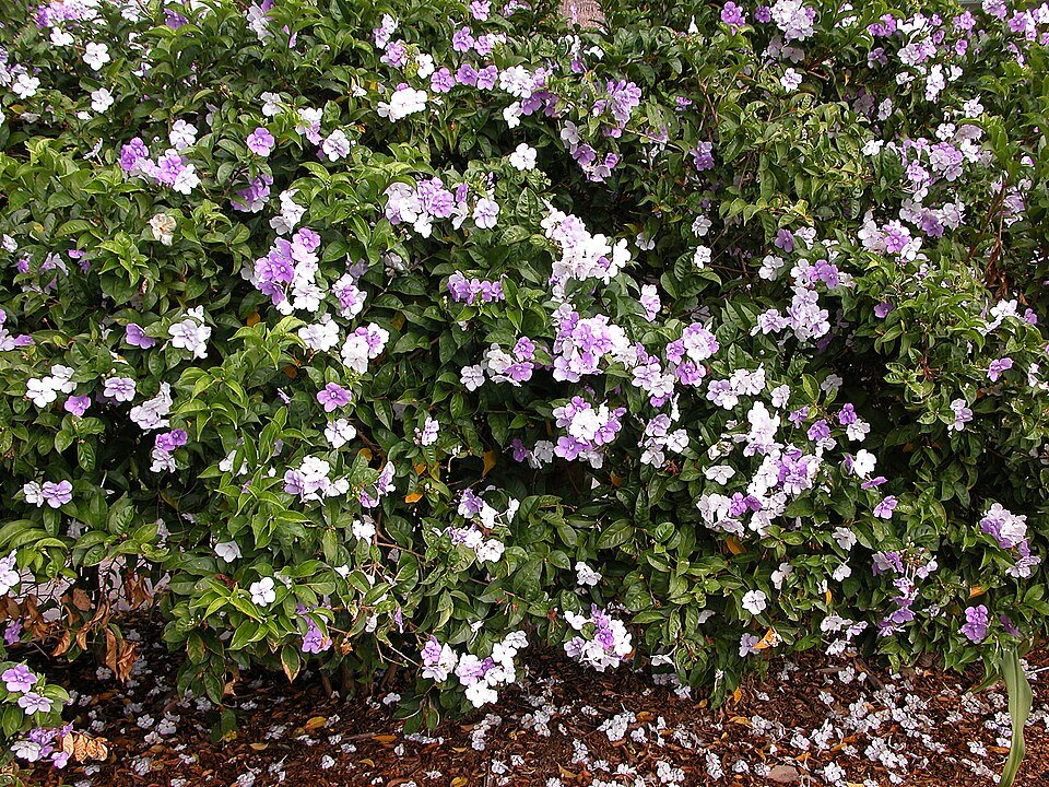 Brunfelsia pauciflora bloem in paarse en witte tinten.