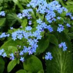 Close-up van Brunnera (kaukasisch vergeet-mij-nietje) met groen blad en blauwe bloemen.