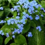 Close-up van Brunnera (kaukasisch vergeet-mij-nietje) met groen blad en blauwe bloemen.