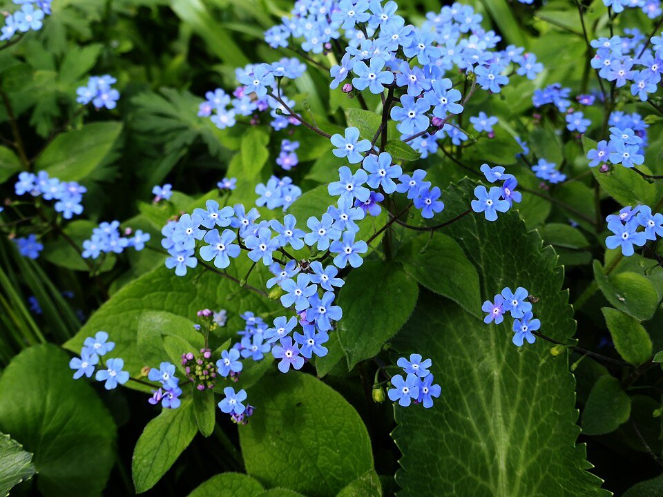 Close-up van Brunnera (kaukasisch vergeet-mij-nietje) met groen blad en blauwe bloemen.