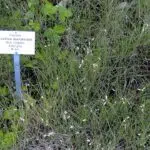 Buchloe plant met groene bladeren en bloem in kleigrond.