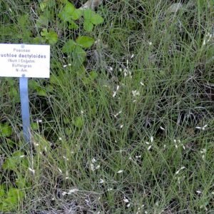 Buchloe plant met groene bladeren en bloem in kleigrond.