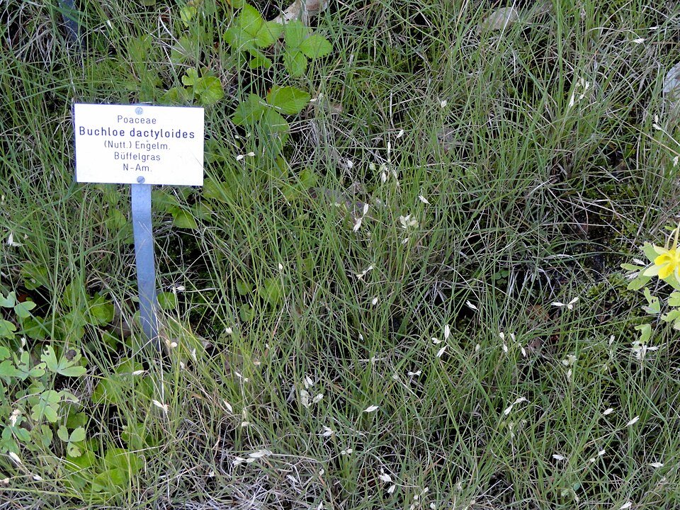 Buchloe plant met groene bladeren en bloem in kleigrond.