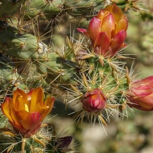 Cactus met cilindrische groene stengels en scherpe stekels.