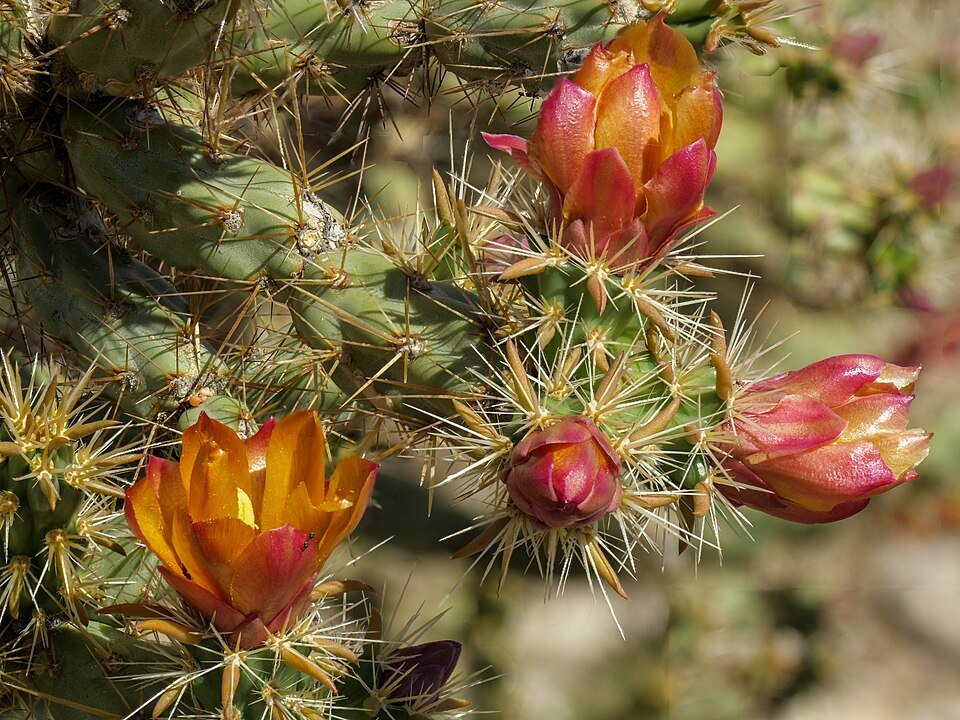 Cactus met cilindrische groene stengels en scherpe stekels.