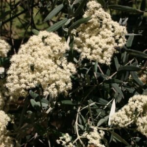 Buddleja saligna bloeiende witte bloemen op groene bladeren.