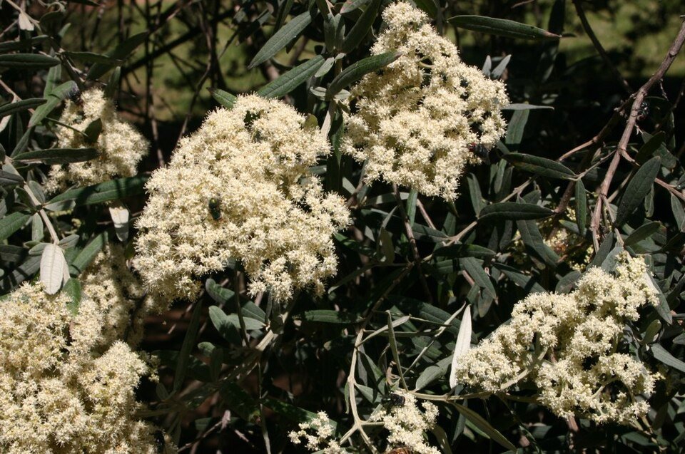 Buddleja saligna bloeiende witte bloemen op groene bladeren.