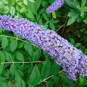 Paarse bloemen van de winterharde vlinderstruik in close-up.